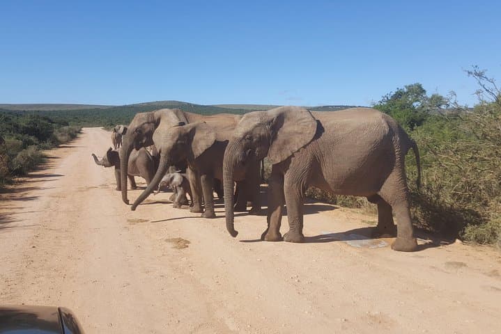 Addo Big 5 Full-Day Safari: Elephant Drives, Birding & Coastal Wilderness photo 1