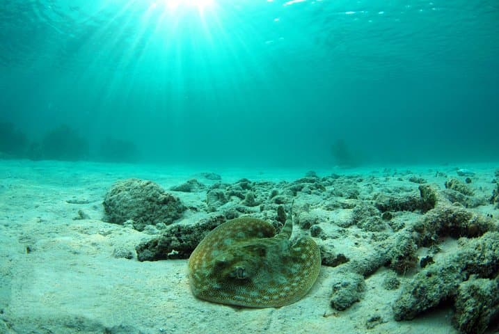 Riviera Maya Ultimate Adventure: ATVs, Cenote Snorkel & Zipline Circuit photo 2