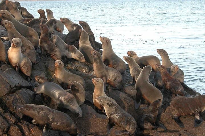 Sailing the Beagle Channel: Les Eclaireurs Lighthouse, Isla de los Lobos & Bridges Islands Hike