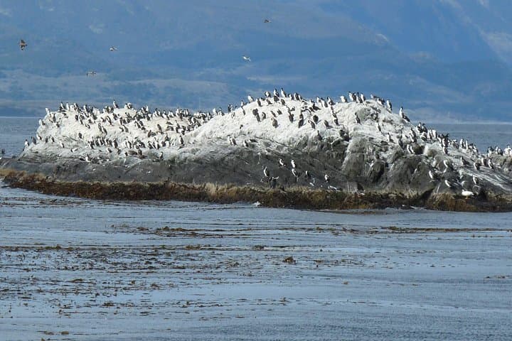 Beagle Channel Cruise to Martillo Island: Penguins, Sea Lions & Les Éclaireurs Lighthouse photo 3