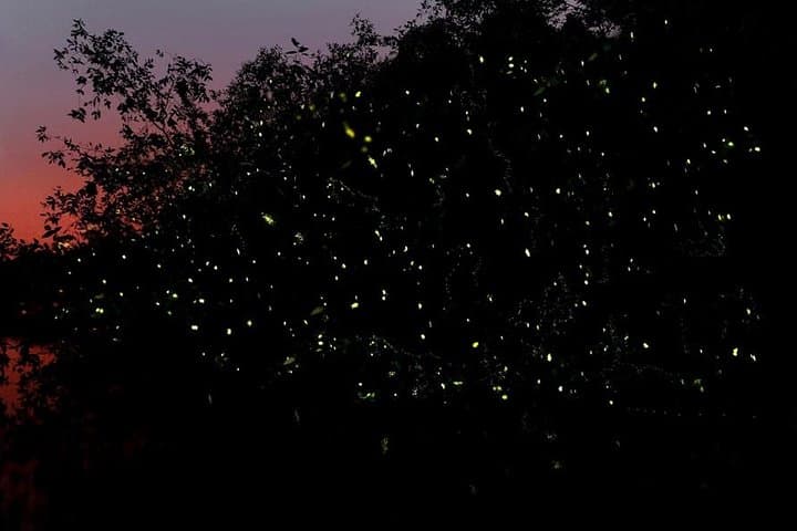 Kota Tinggi Firefly River Cruise: Night Boat Tour from Johor Bahru
