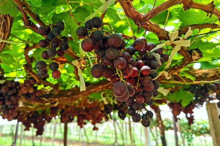 Discover Nepalese Winery: Wine Tasting Tour from Kathmandu photo 3