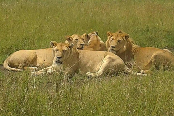 4-Day Budget Camping Safari: Serengeti Migration, Ngorongoro & Tarangire photo 1