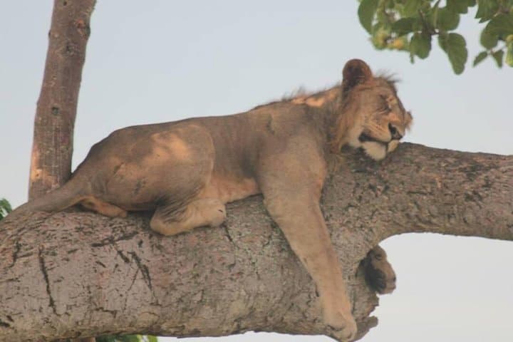 4-Day Budget Camping Safari: Serengeti Migration, Ngorongoro & Tarangire photo 2