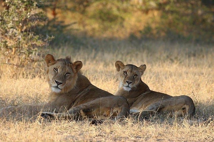 Mikumi National Park 3-Day Safari: Mid-Range Game Drives from Dar es Salaam photo 1