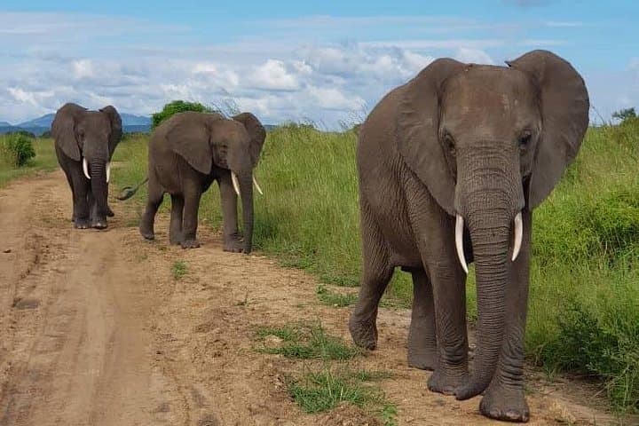 Mikumi National Park 3-Day Safari: Mid-Range Game Drives from Dar es Salaam photo 2