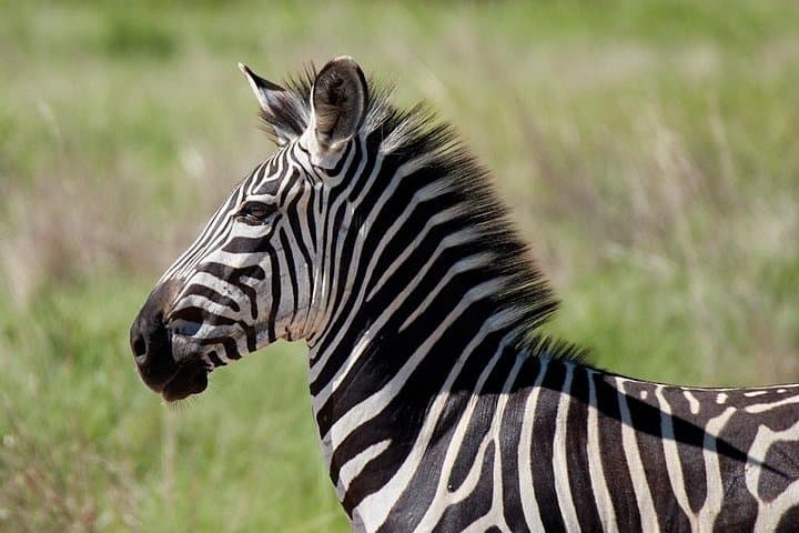 Mikumi National Park 3-Day Safari: Mid-Range Game Drives from Dar es Salaam photo 3