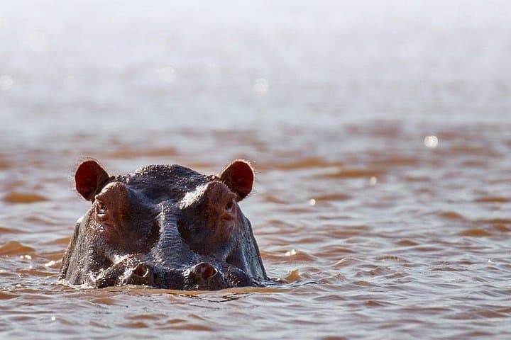 Mikumi National Park 3-Day Safari: Mid-Range Game Drives from Dar es Salaam photo 4