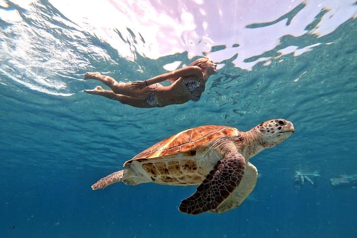 Snorkel with Sea Turtles at Daaibooi Beach — Curaçao Guided Tour photo 5