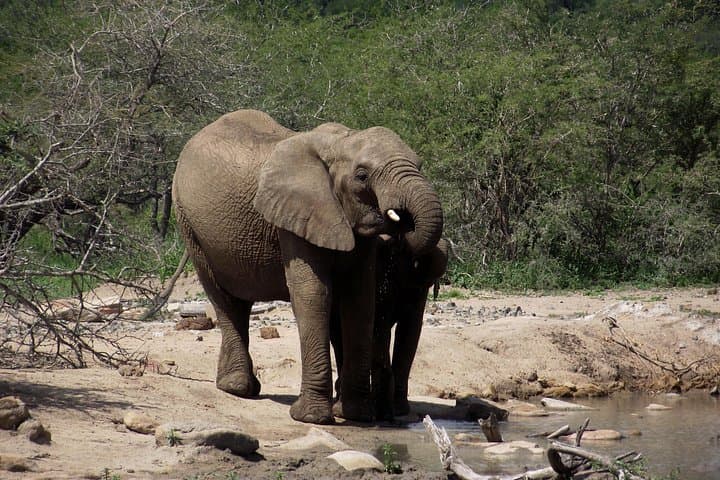 Full-Day Hluhluwe-Imfolozi Big 5 Safari from Durban: What to Expect photo 1