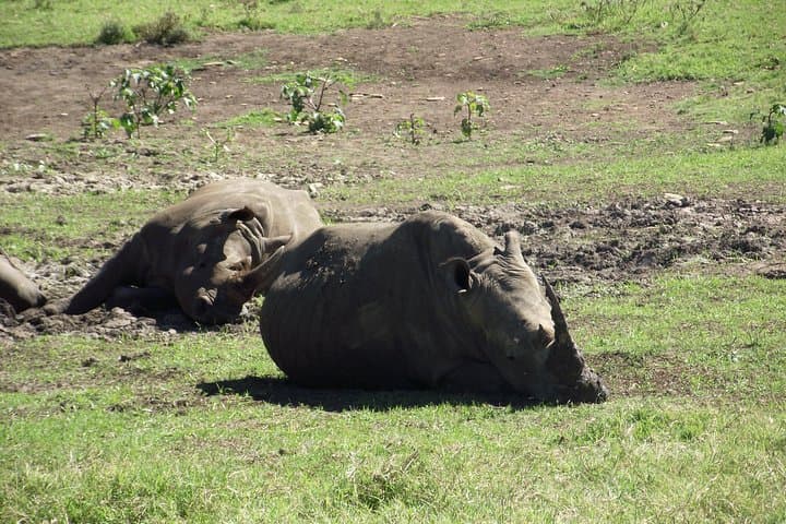 Full-Day Hluhluwe-Imfolozi Big 5 Safari from Durban: What to Expect photo 2