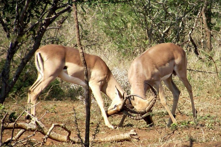 Full-Day Hluhluwe-Imfolozi Big 5 Safari from Durban: What to Expect photo 3