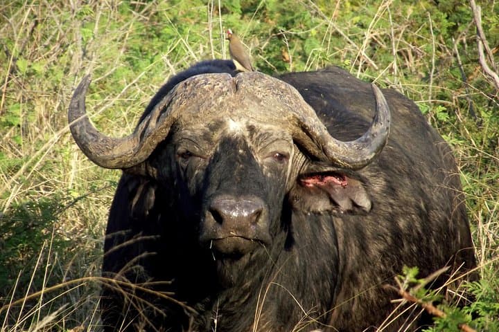 Full-Day Hluhluwe-Imfolozi Big 5 Safari from Durban: What to Expect photo 4
