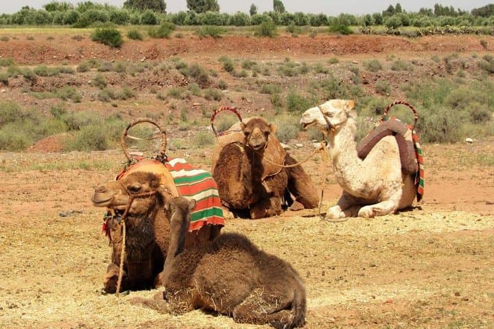 Half-Day Camel Ride in Agafay Desert from Marrakech: What to Expect photo 2