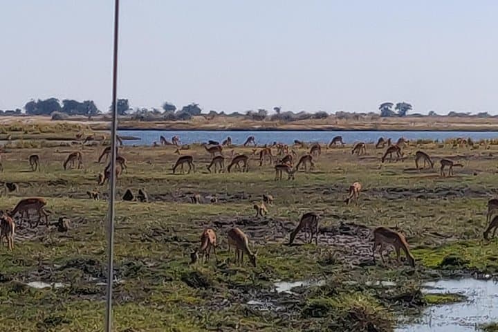 Chobe Day Trip from Livingstone — See the Home of the Elephants photo 3