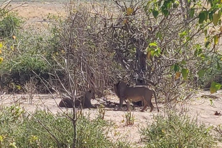 Chobe Day Trip from Livingstone — See the Home of the Elephants photo 4