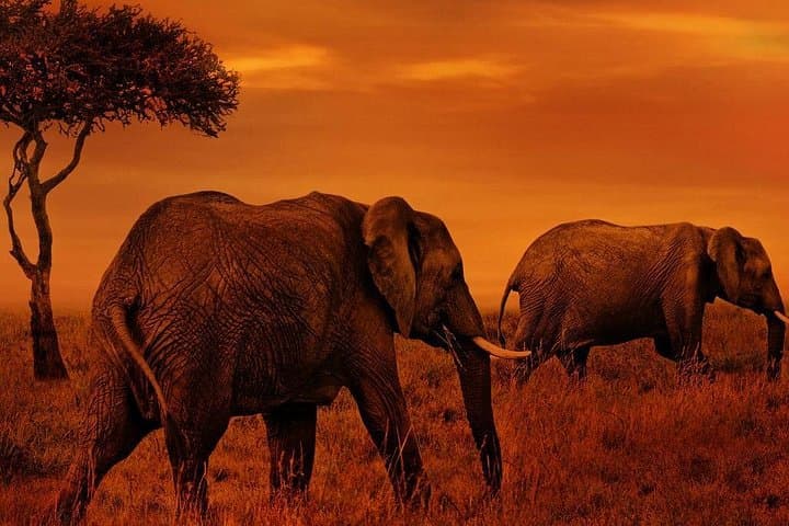 Northern Circuit 4-Day Lodge Safari: Tarangire, Manyara & Ngorongoro photo 1