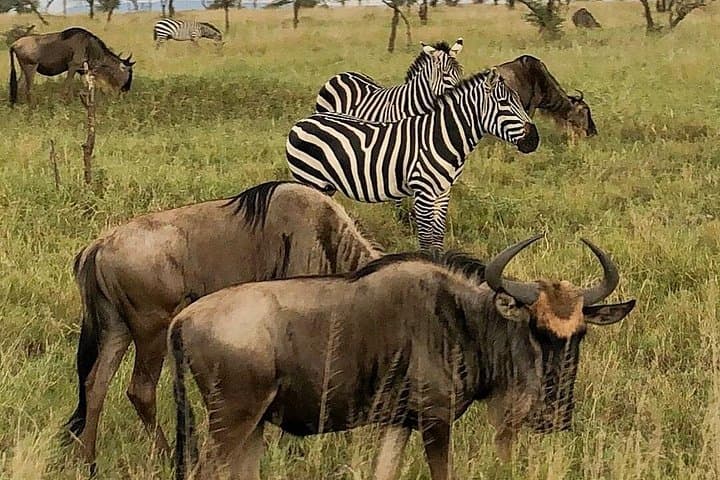 Northern Circuit 4-Day Lodge Safari: Tarangire, Manyara & Ngorongoro photo 2