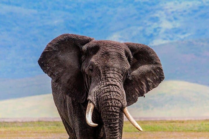 Northern Circuit 4-Day Lodge Safari: Tarangire, Manyara & Ngorongoro photo 3
