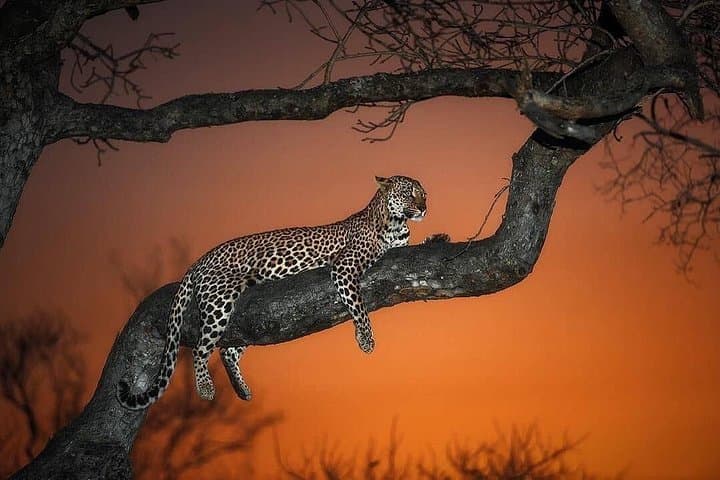 Northern Circuit 4-Day Lodge Safari: Tarangire, Manyara & Ngorongoro photo 4