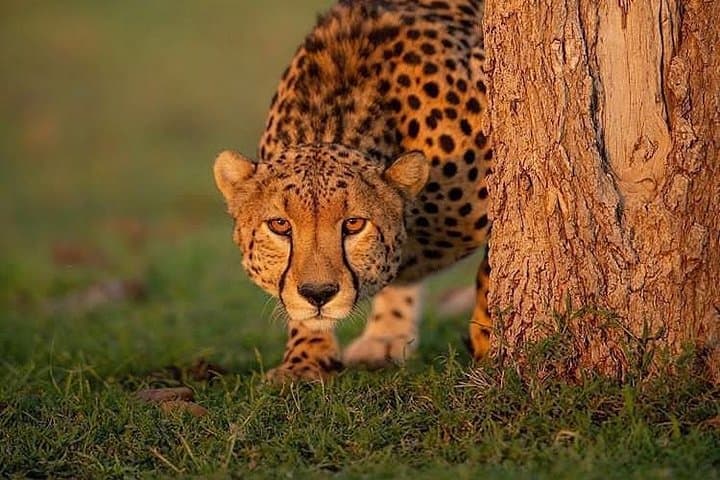 7-Day Northern Serengeti Migration Safari Lodge Experience photo 4