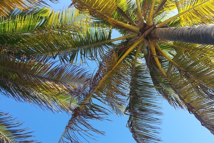 Ultimate St. Lucian Experience: Soufrière, the Pitons & Sulphur Springs Tour photo 6