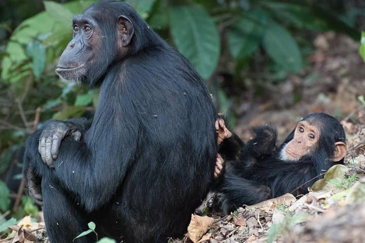 3-Day Chimpanzee Tracking in Gombe Stream National Park