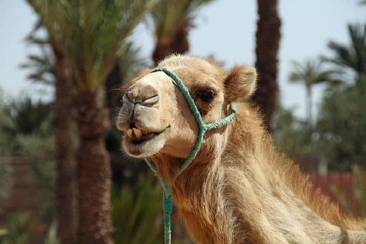 3-Day Nomad Desert Tour: Marrakech to Zagora and Back photo 5