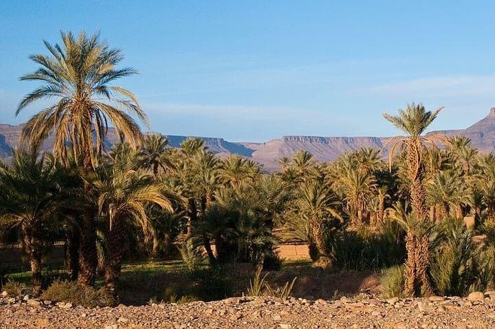 Sunset Camel Ride Through Marrakesh Palm Grove — 1-Hour Camel Trek & Mint Tea photo 3