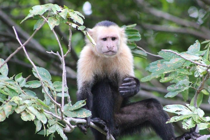 Palo Verde Wildlife Boat Tour on the Tempisque River