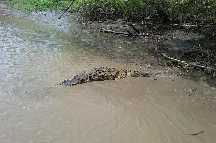 Palo Verde Wildlife Boat Tour on the Tempisque River photo 3