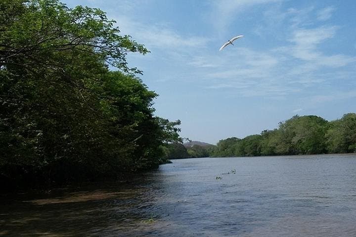 Palo Verde Wildlife Boat Tour on the Tempisque River photo 4