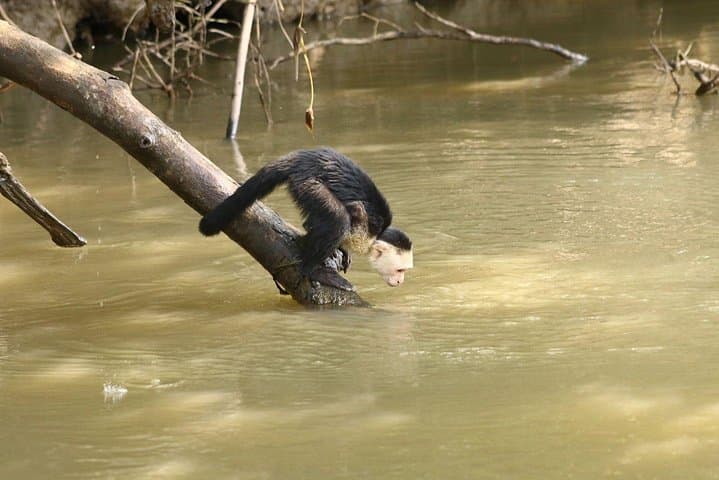 Palo Verde Wildlife Boat Tour on the Tempisque River photo 5