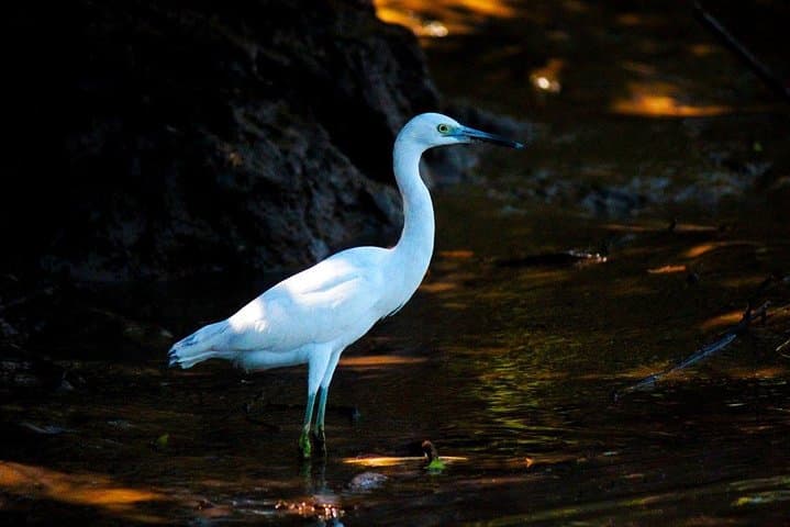 Palo Verde Wildlife Boat Tour on the Tempisque River photo 6