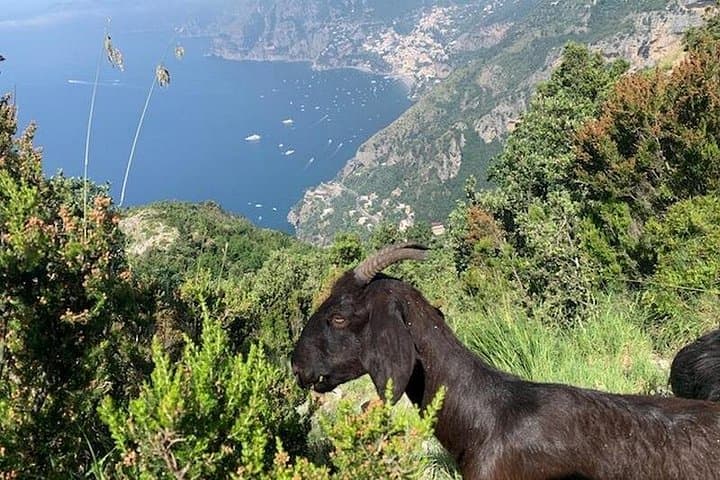 Path of the Gods Hike: Guided Amalfi Coast Walk from Bomerano to Positano photo 4