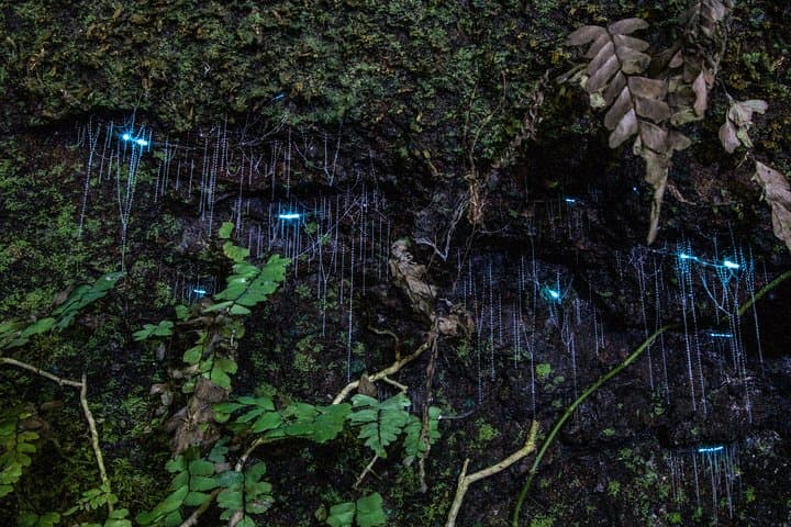 Tamborine Mountain Glow Worm Night Walk from the Gold Coast photo 2