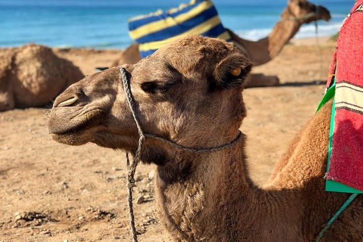 3-Day Nomad Desert Tour: Marrakech to Zagora and Back photo 4