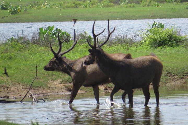 Yala National Park Safari from Ella — Dawn & Dusk Jeep Safari to Spot Leopards photo 5