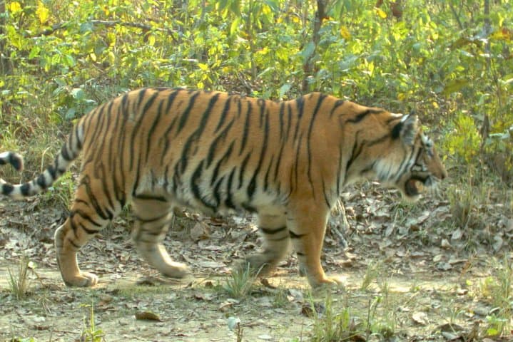 Chitwan Jungle Adventure: Multi-Day Rhino, Tiger & Tharu Village Safari photo 2