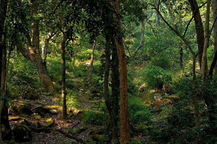 Chitwan Jungle Adventure: Multi-Day Rhino, Tiger & Tharu Village Safari photo 3