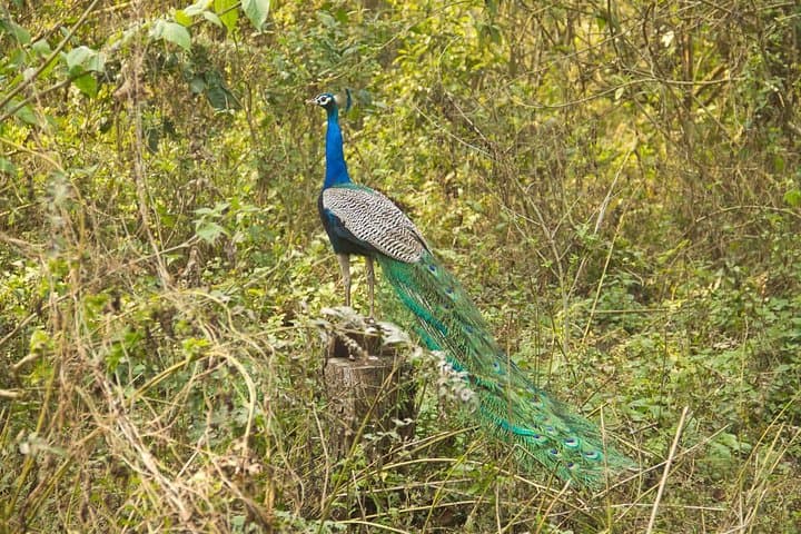 Chitwan Jungle Adventure: Multi-Day Rhino, Tiger & Tharu Village Safari photo 5