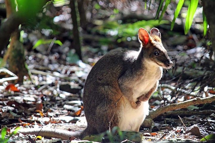 Private Blue Mountains Day Tour: Scenic World, Echo Point & Featherdale Wildlife photo 2