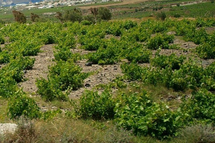 Tailor-Made 4-Hour Santorini Private Tour: Fira, Oia & Wineries photo 4