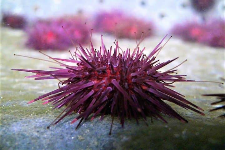 Abalone Farm Tour & Coastal Seaweed Forage in Connemara photo 4