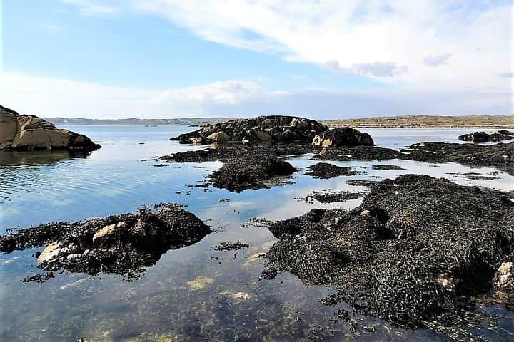 Abalone Farm Tour & Coastal Seaweed Forage in Connemara photo 6