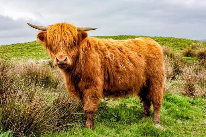 Stirling Castle, Loch Lomond & The Trossachs: Private Full-Day Highlands Tour from Glasgow photo 3