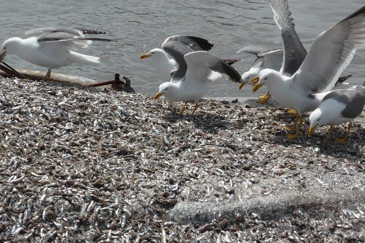 Oualidia Day Trip from Marrakech — Lagoon Beaches, Oysters & Coastal Adventures photo 4
