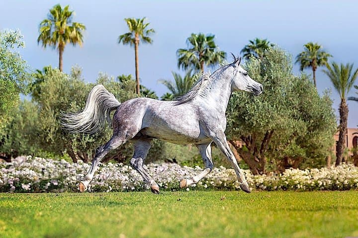 Palmeraie Horse Ride in Marrakesh: Half-Day Guided Equestrian Tour