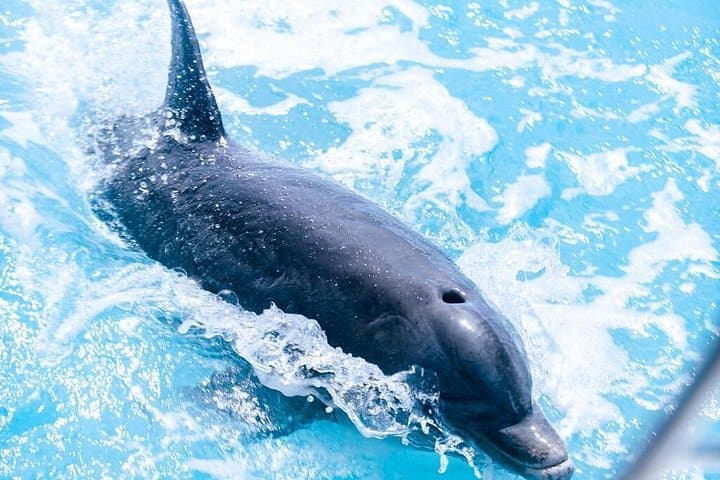 Private Boat Tours from Providenciales: Snorkel, Swim with Dolphins & Visit Iguana Island photo 4