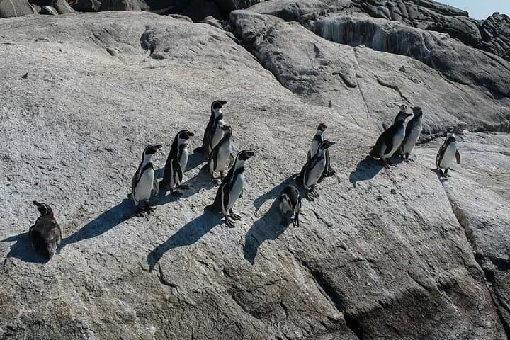 Private Cachagua Penguin-Watching Boat Tour from Santiago with Lunch photo 4